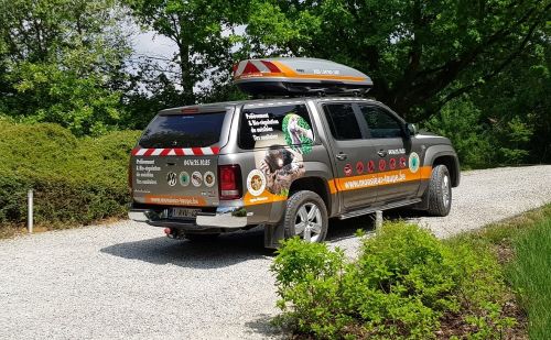 Régulation de la population de sangliers